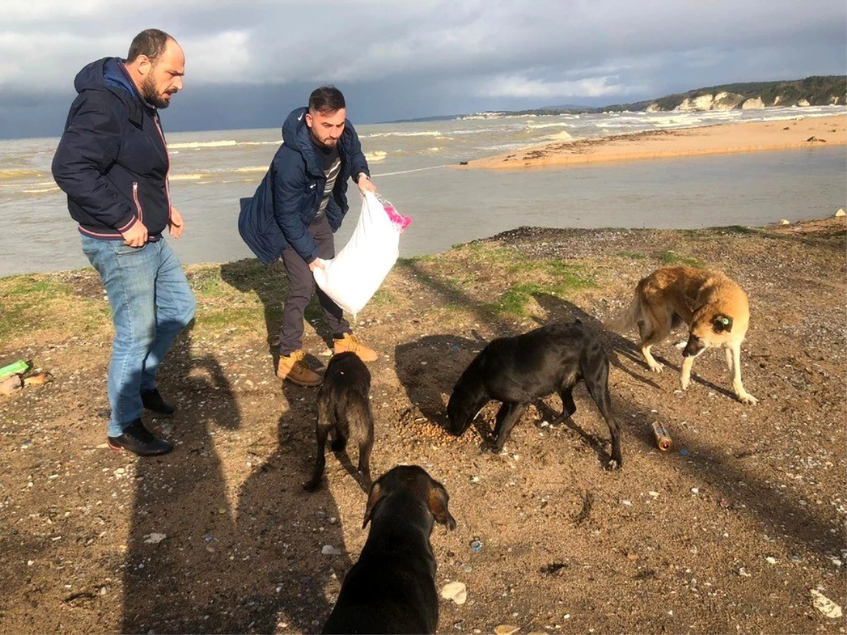 Sahillerdeki sahipsiz köpekler için mama yardımı bekliyorlar