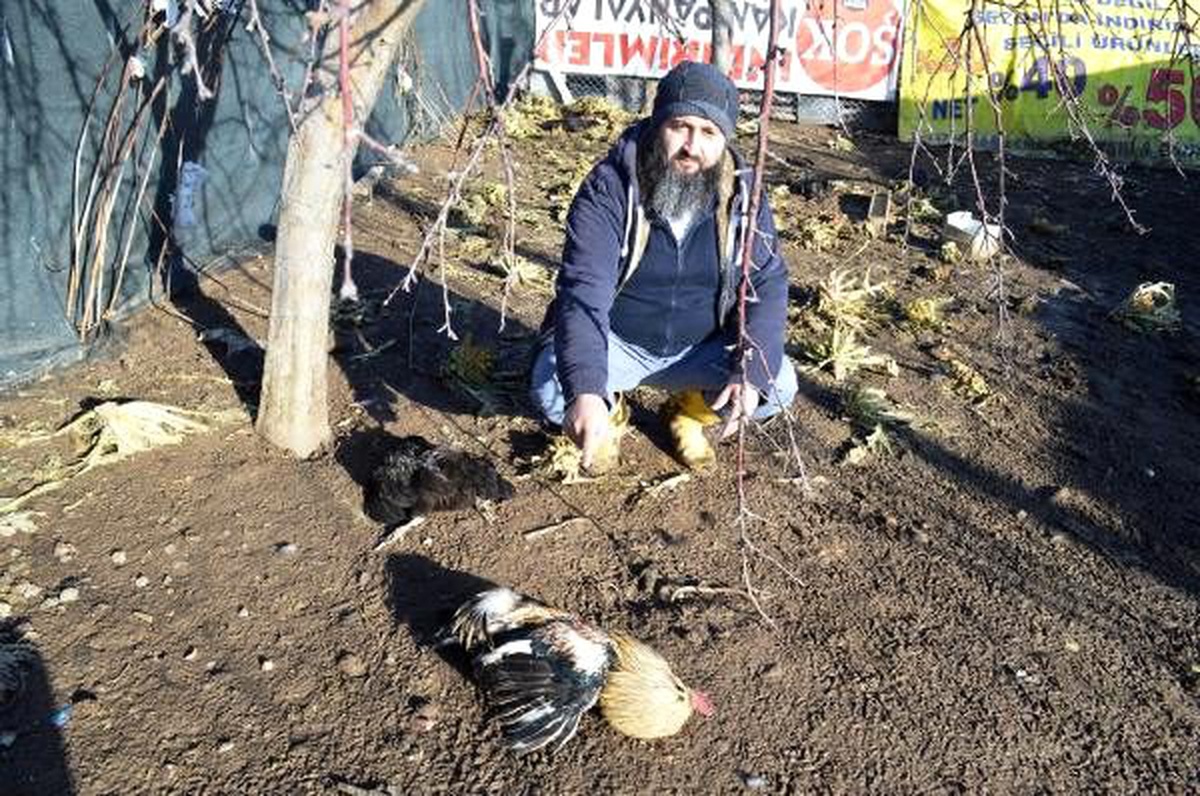 Sokak köpekleri kümes hayvanlarını telef etti