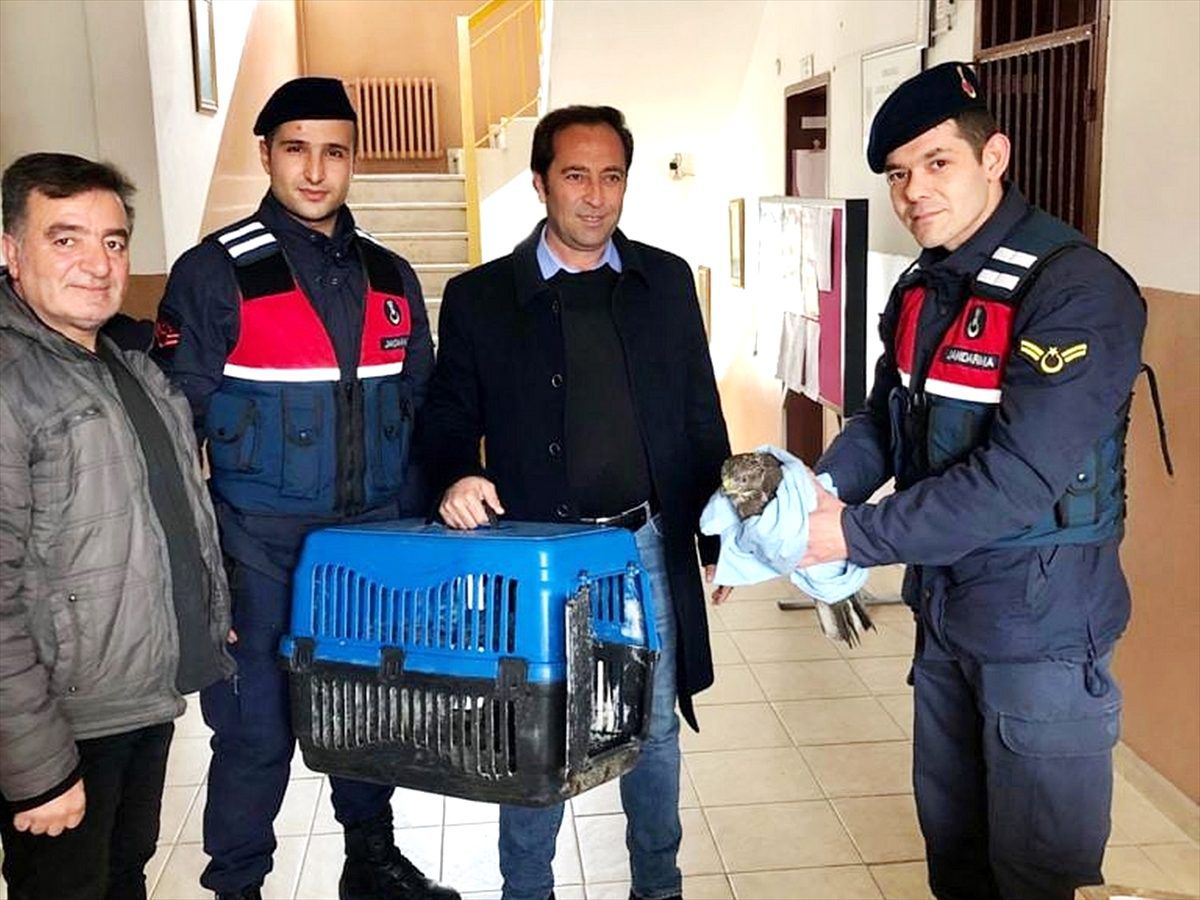Turgutlu\'da jandarmanın bulduğu yaralı atmaca, koruma altına alındı