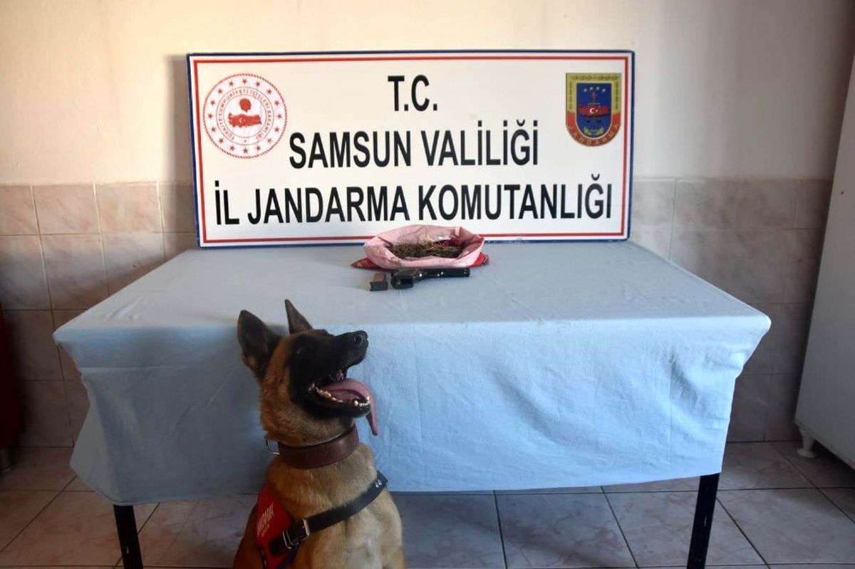 Bafra\'da kubar esrar ele geçirildi