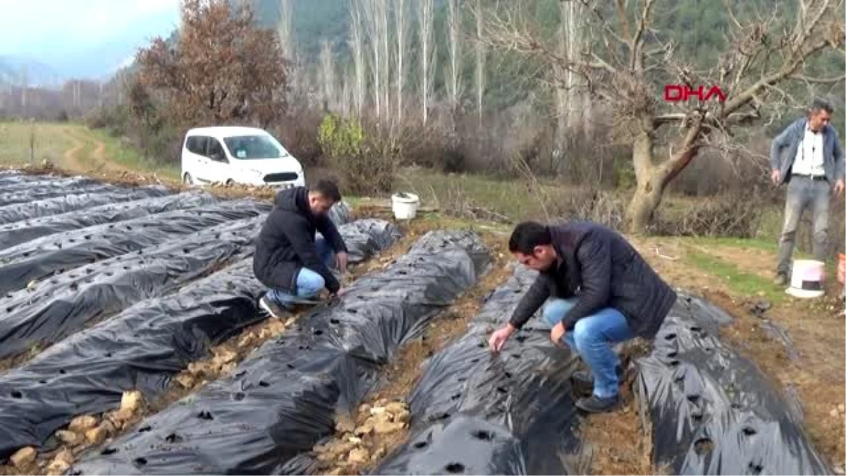 Gaziantep islahiye\'de çilek fideleri toprakla buluşuyor