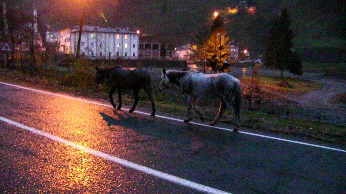 Gürcistan sınırını geçen atların durumu içler acısı
