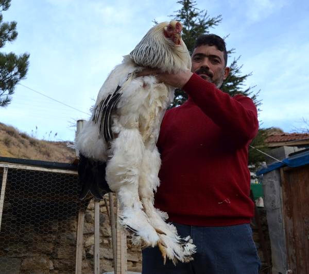 Hobi olarak başladığı süs tavuklarını ihraç ediyor