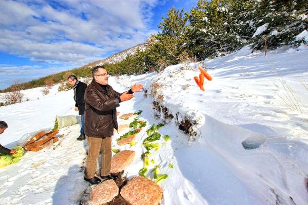 Kayseri\'de yaban hayvanları için yemleme yapıldı