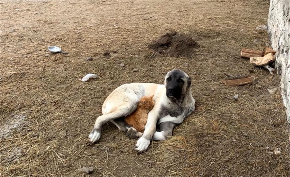 Kedi ile köpeğin kalpleri ısıtan dostluğu görenleri şaşırtıyor