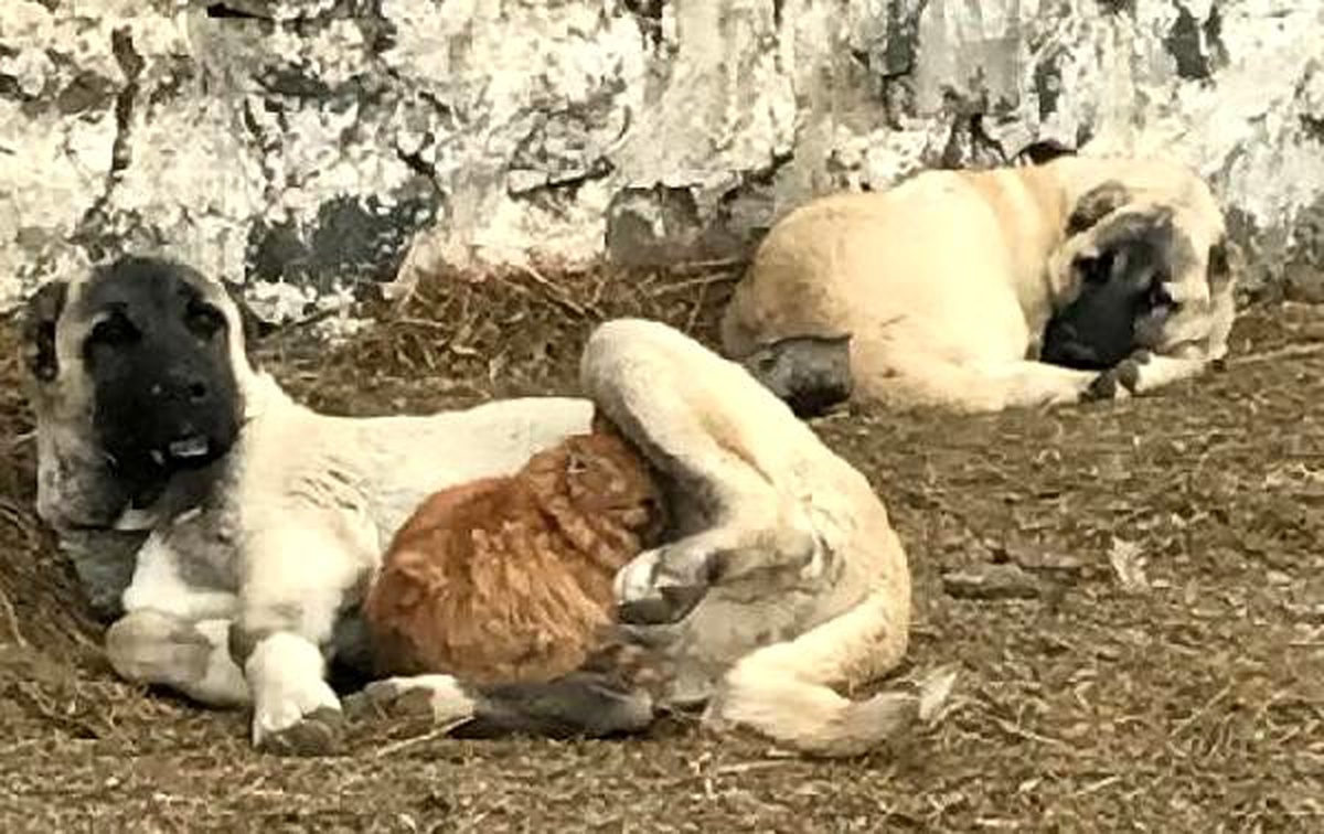 Kedi ile köpeğin örnek dostluğu