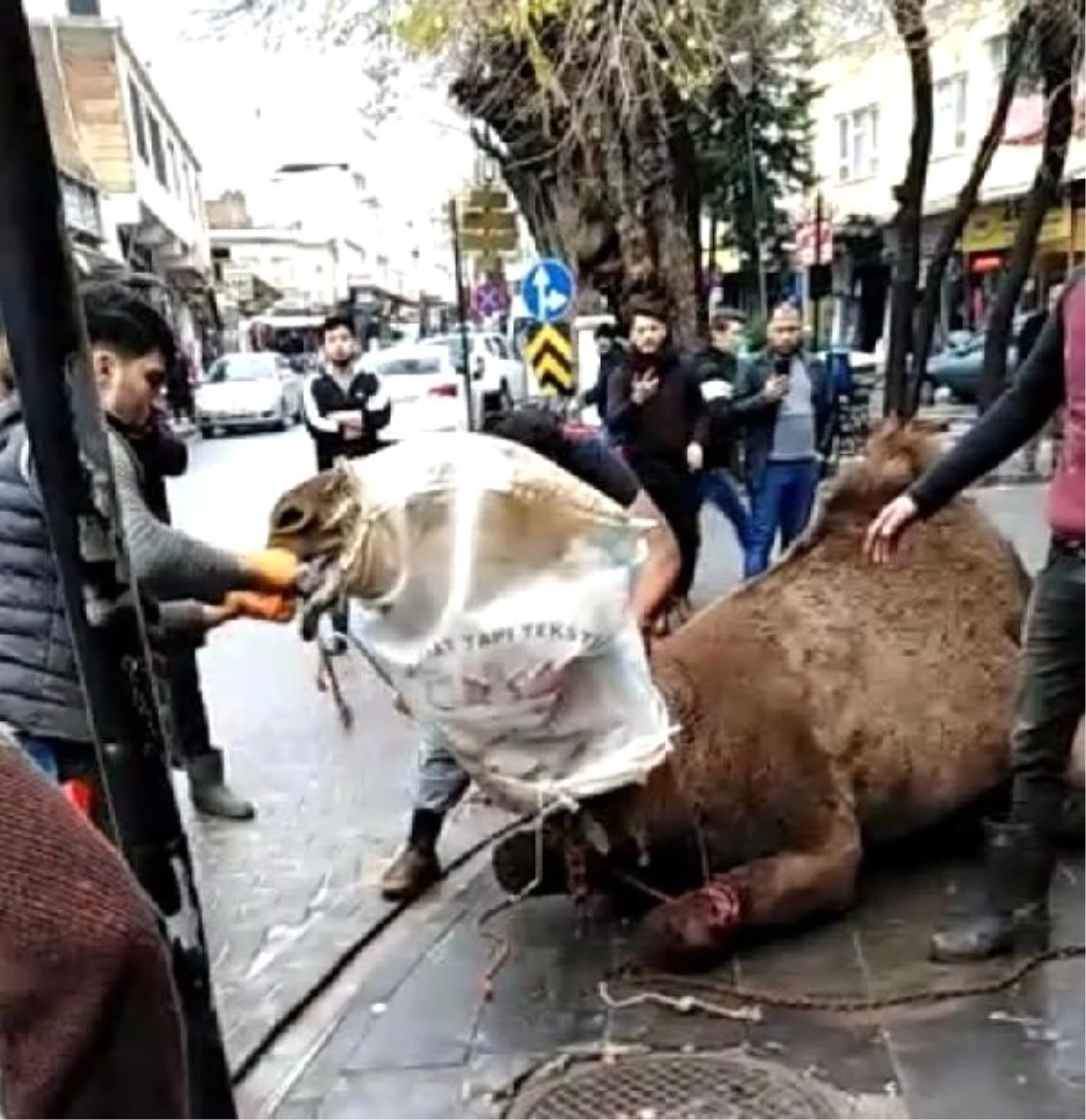 Sokakta deve kesimi işkenceye döndü, zabıta ceza kesti (2)