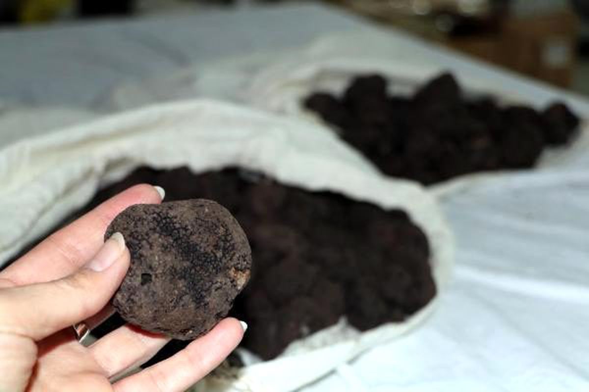 Van\'da ele geçen trüf mantarı, son kez satışta