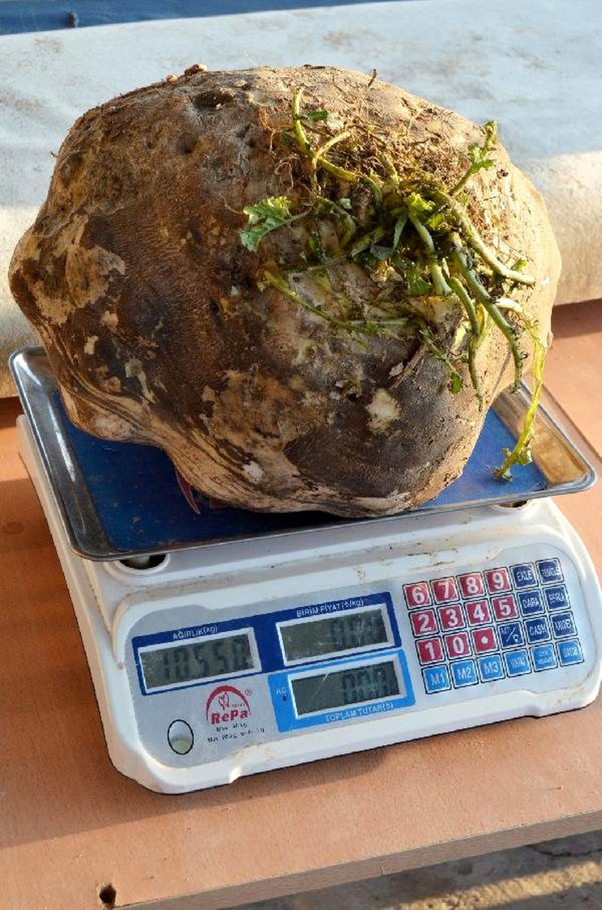 10 kiloluk turp şaşırtıyor