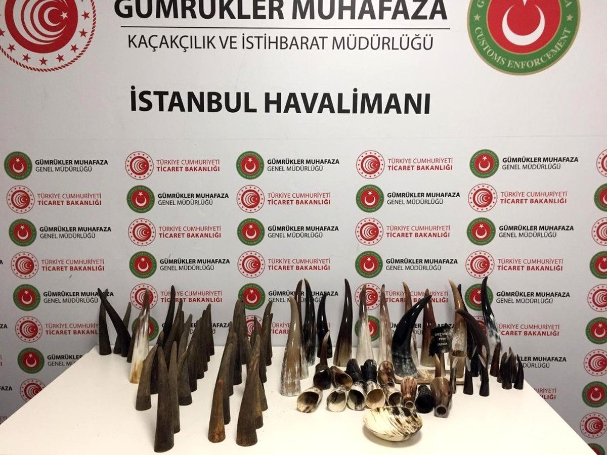 İstanbul Havalimanı\'nda "Bufalo Boynuzu" ele geçirildi