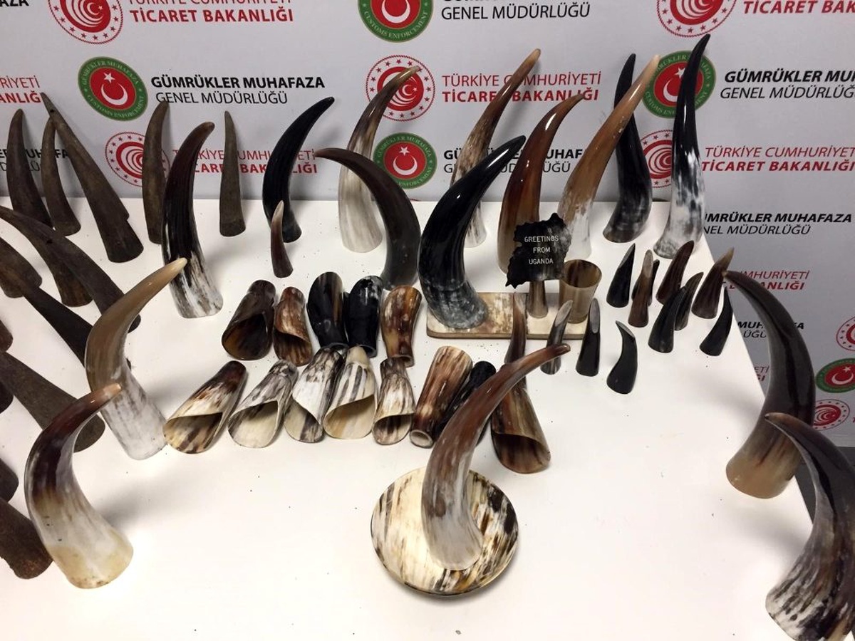 İstanbul Havalimanı\'nda "Bufalo Boynuzu" ele geçirildi