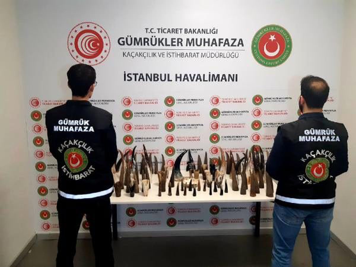 İstanbul Havalimanı\'nda bufalo boynuzu operasyonu