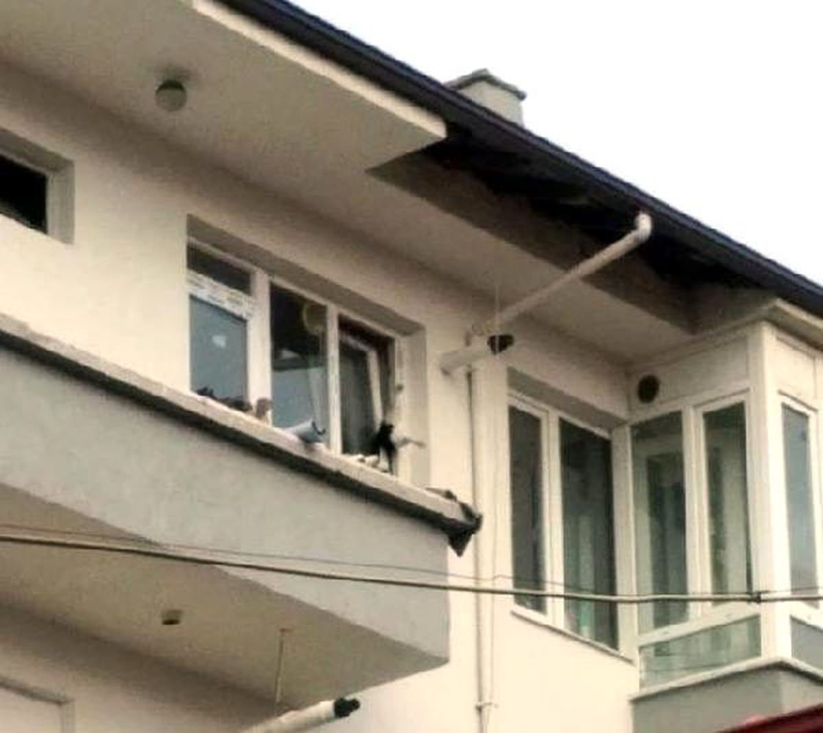 Pencerede sıkışan kediyi itfaiye kurtardı