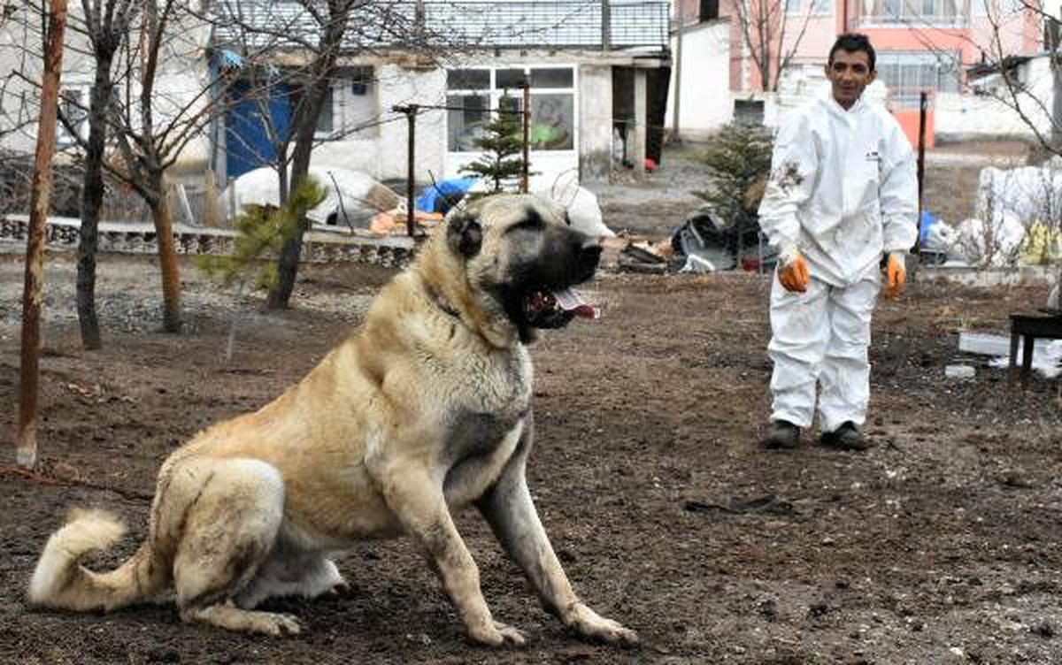 Sahibi, \'Herkül\' isimli Kangal köpeğine paha biçemiyor