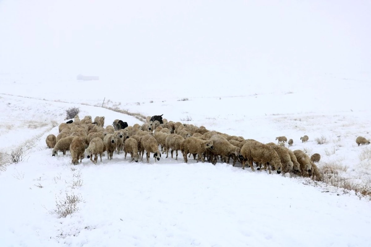 Sivas\'ta çobanların zorlu kış mesaisi
