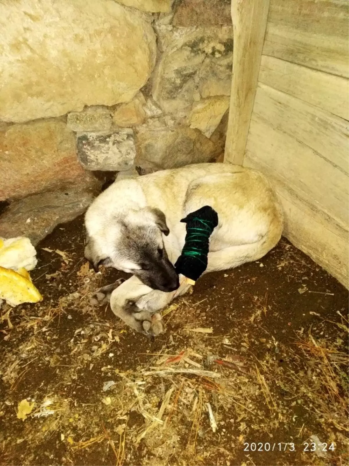 Tüfekle ayağından vurulan köpeğe şefkat eli