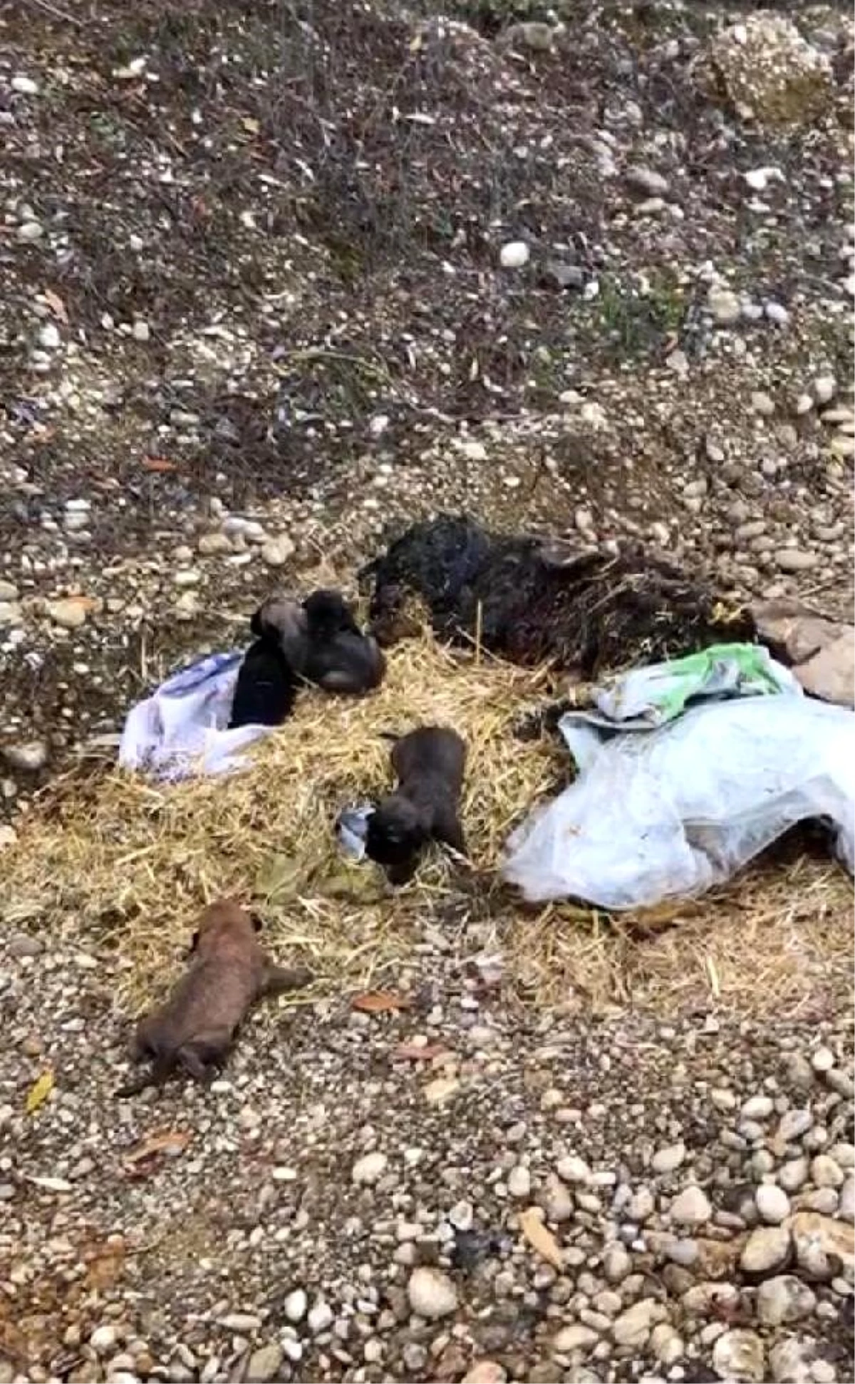 5 yavru köpek, ölü annelerinin başucunda çuval içinde bulundu