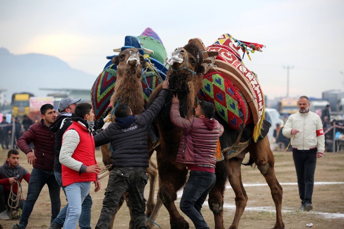 Ayvalık\'ta deve güreşleri piknik coşkusunda yapıldı