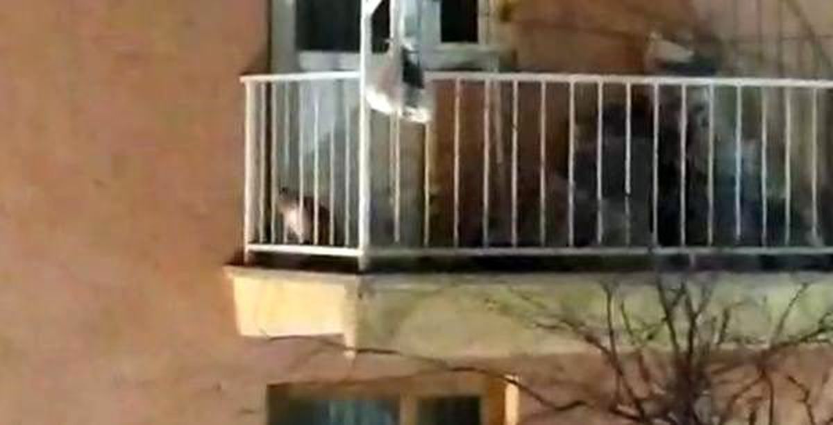 Balkonda mahsur kalan kediyi kurtarma operasyonu
