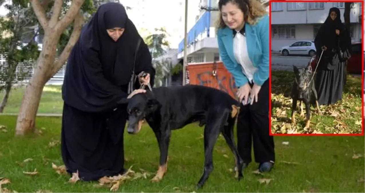 Doberman cinsi köpek "Bobo" ameliyat edilmezse göremeyecek