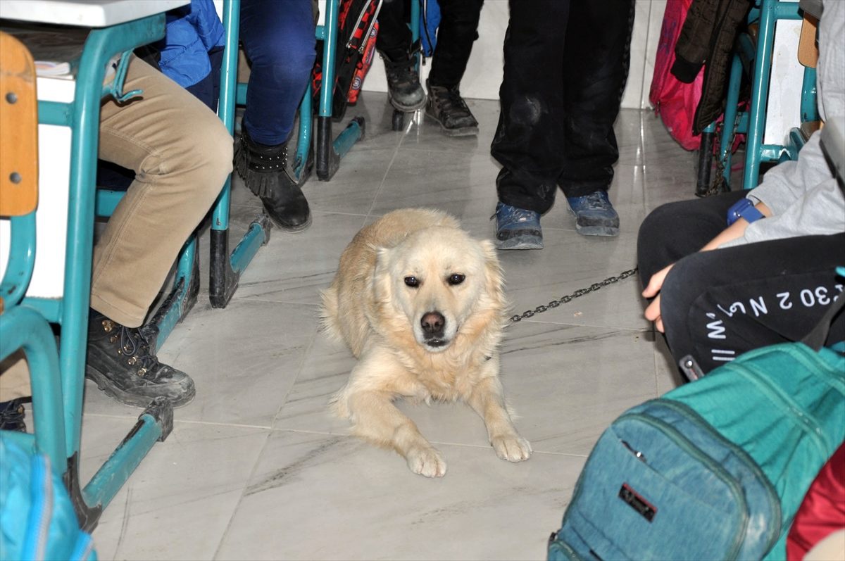 Golden cinsi köpek "Bolt" okulun maskotu oldu