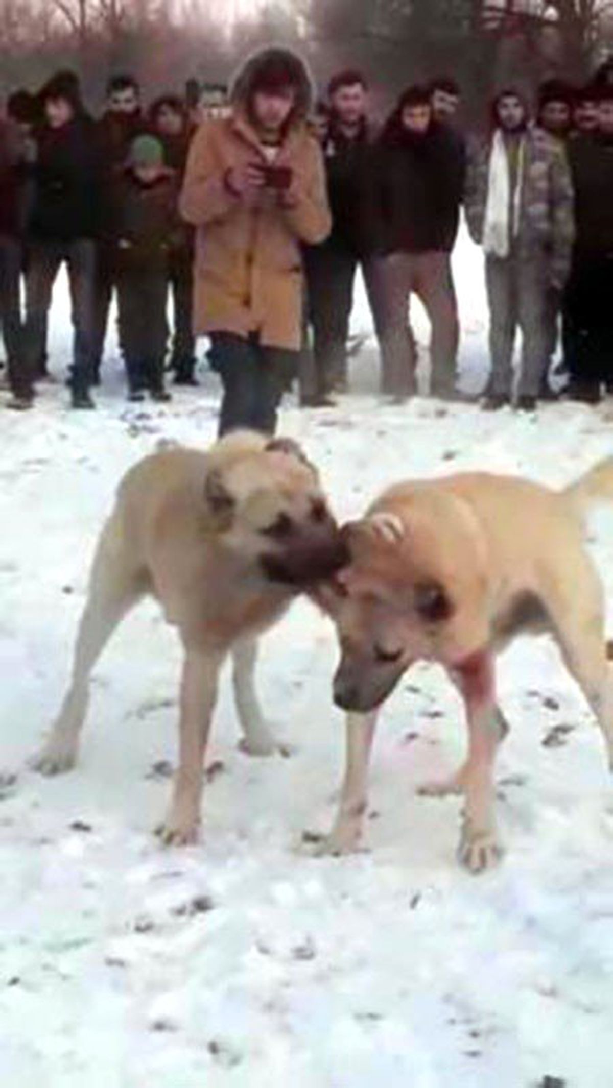 Konya\'da ormanda köpek dövüştüren ve bahis oynayan 17 kişiye para cezası