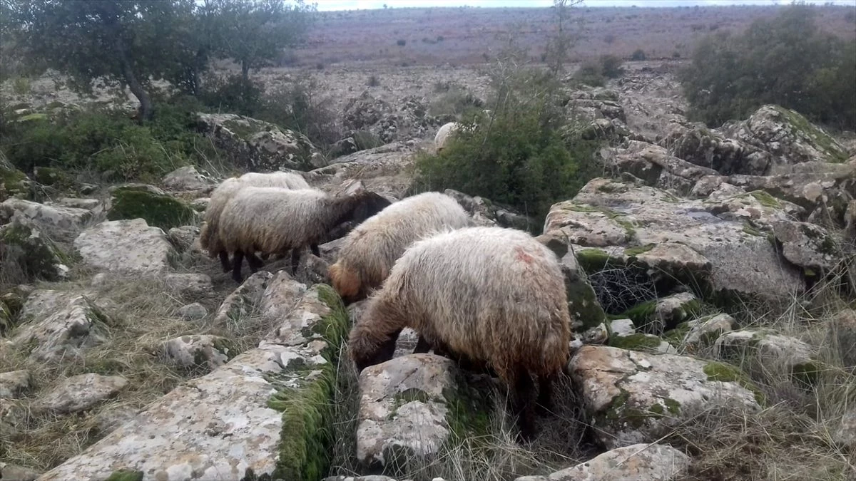 Nizip\'te kaybolan koyunları jandarma buldu