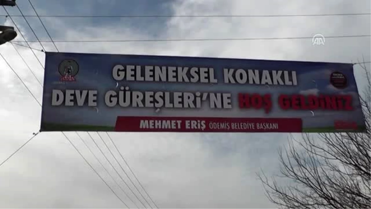 Ödemiş\'te 24. Geleneksel Deve Güreşleri Şenliği