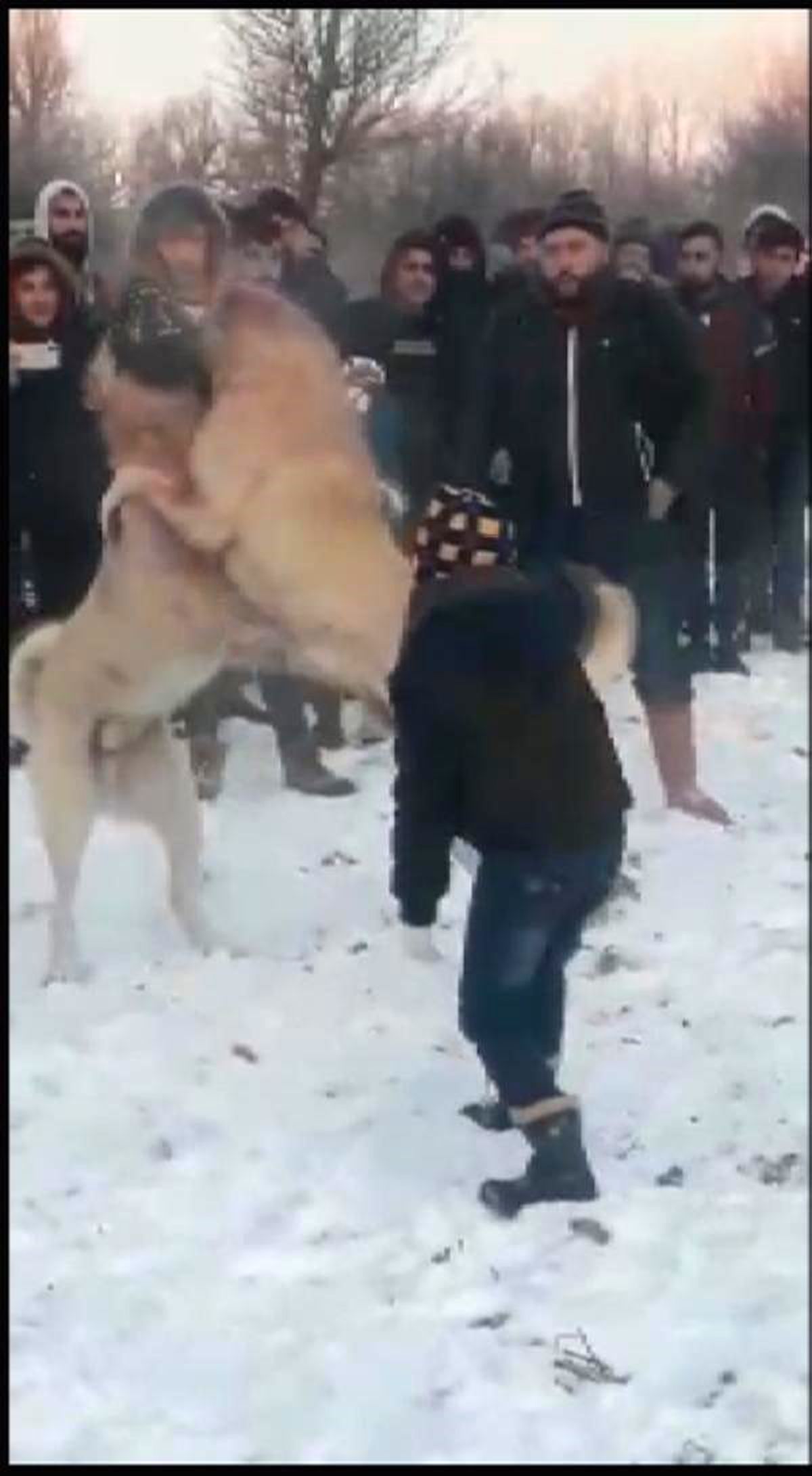 Ormanda köpek dövüştüren 4 kişiye gözaltı