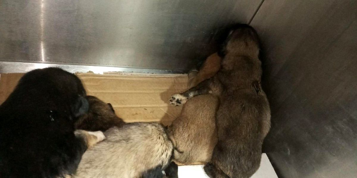 Yol kenarına atılmış çuval içerisindeki yeni doğmuş yavru köpekleri vatandaşlar kurtardı