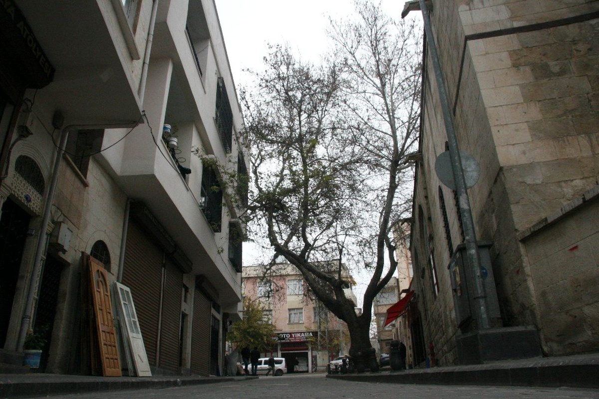 250 yıllık tarihi çınar ağacı caddeye renk katıyor