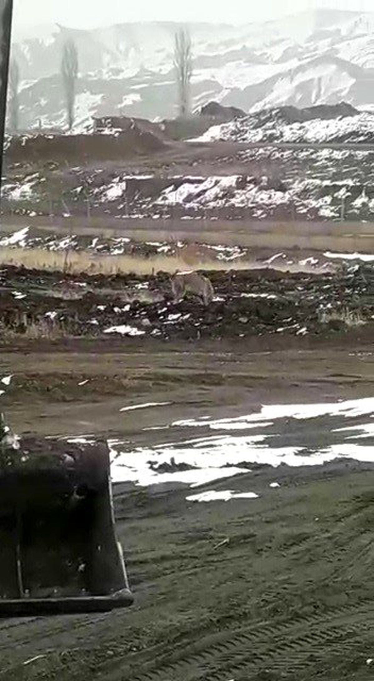 Aç kalan kurt köye kadar indi
