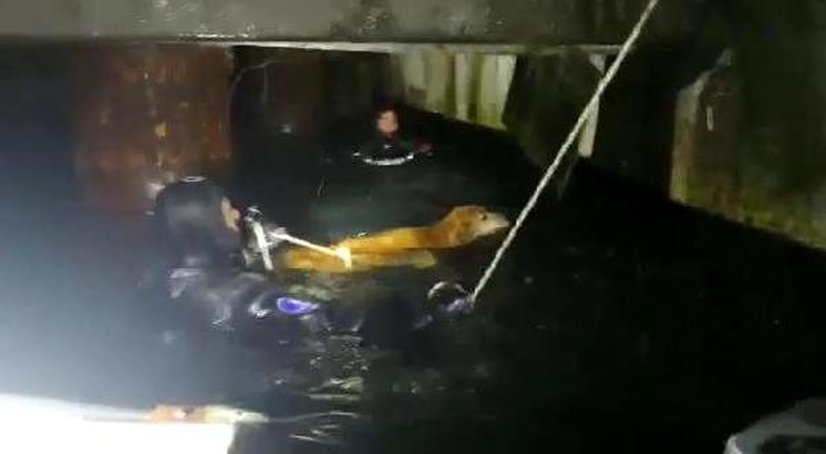 Beşiktaş\'ta denize düşen köpeği itfaiye böyle kurtardı