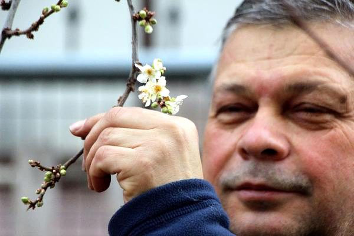 Bolu\'da kış günü erik ağacı çiçek açtı