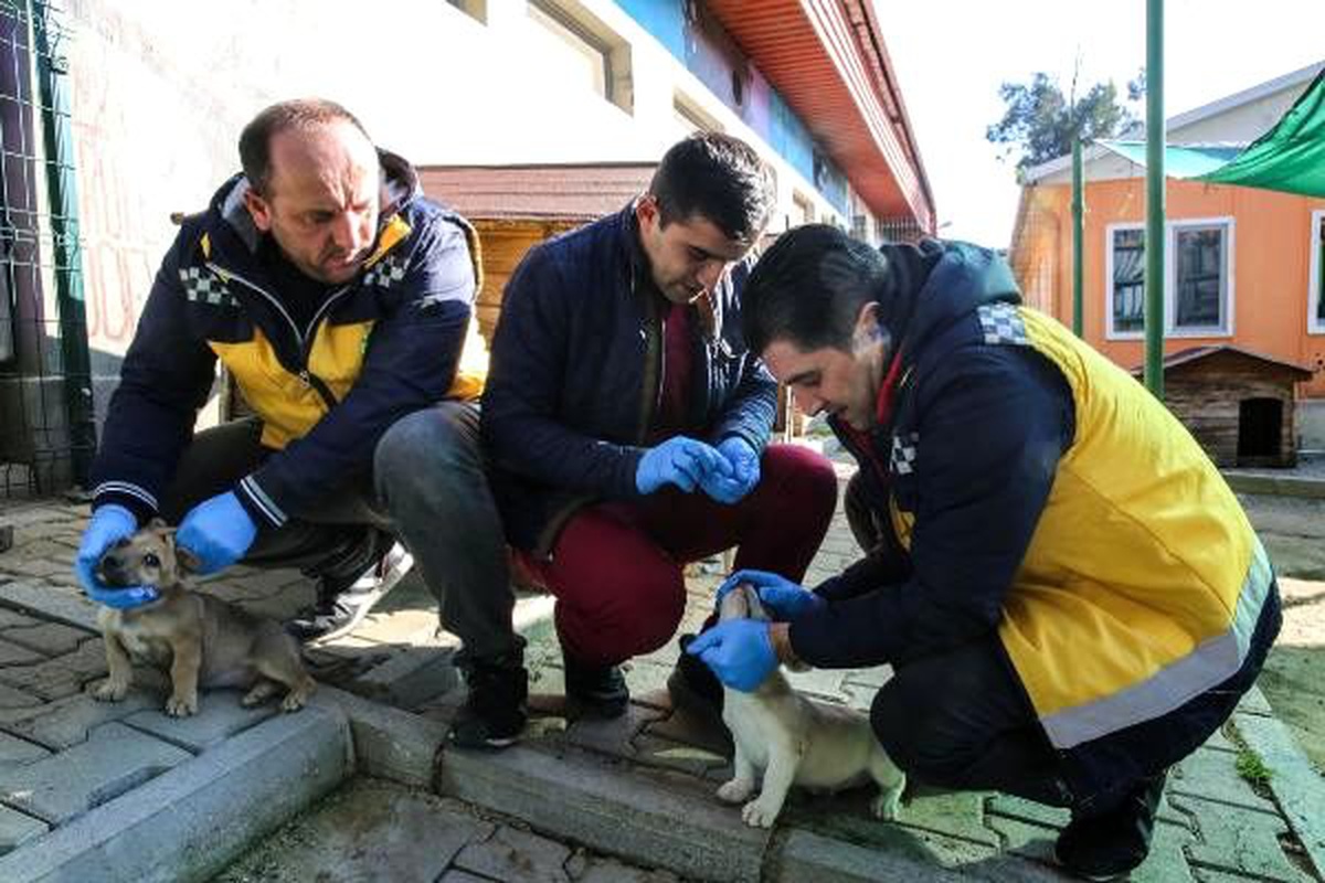 Buca kırsalındaki sokak hayvanlarına uyuz aşısı