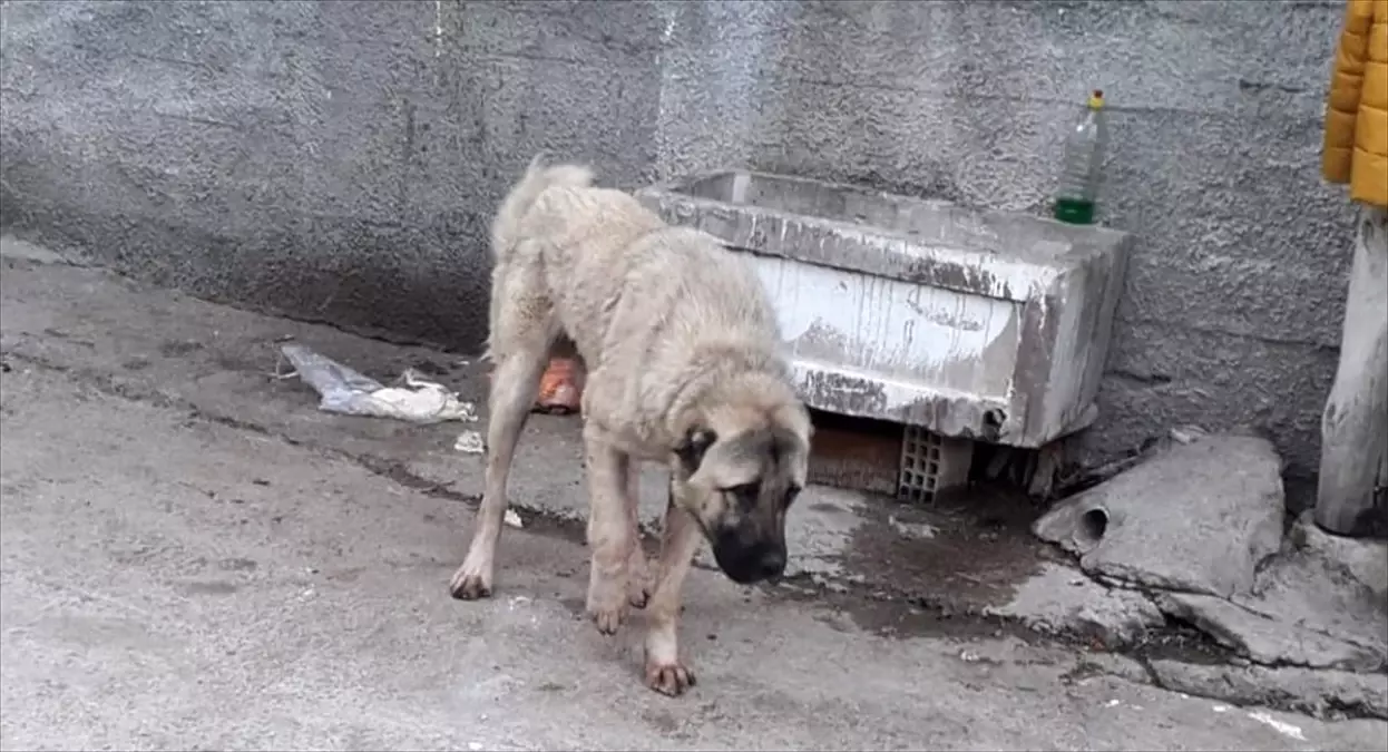 Çorum\'da köpeğe tüfekle ateş açan kişi hakkında soruşturma açıldı