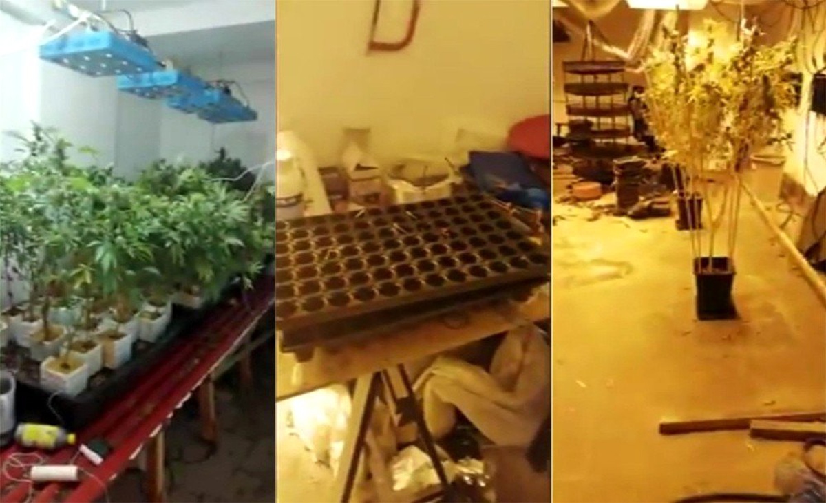 Evini kenevir tarlasına çeviren şahsa polisten operasyon