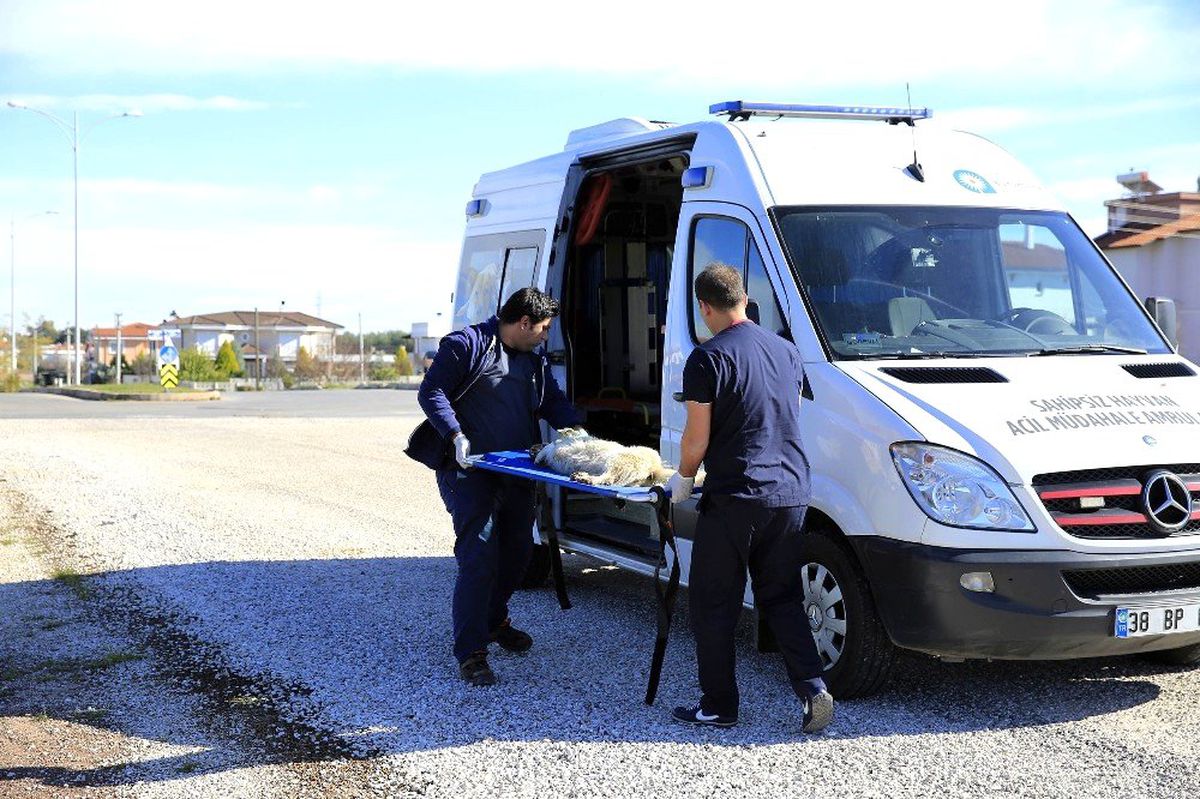 Hayvan ambulansı ile 2019 yılında 9 bin ihbara müdahale edildi