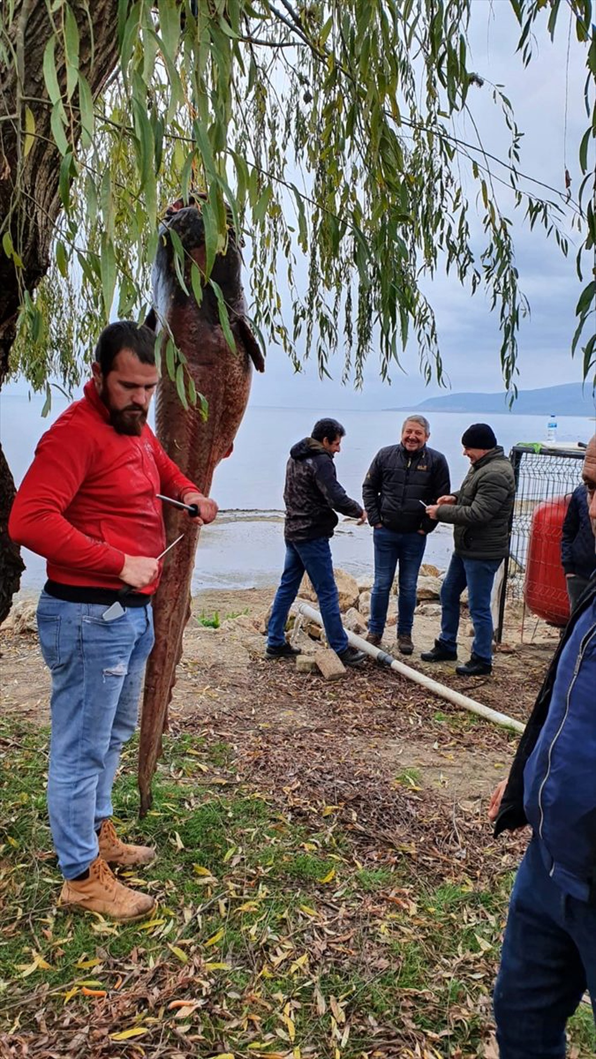 İznik Gölü\'nde balıkçıların ağına 100 kilogramlık yayın balığı takıldı