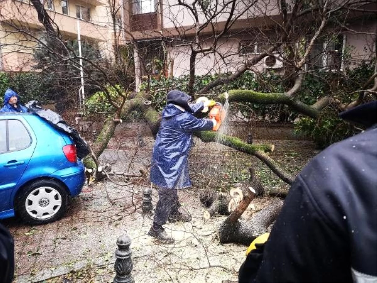 Kadıköy\'de ağaç otomobilin üstüne devrildi