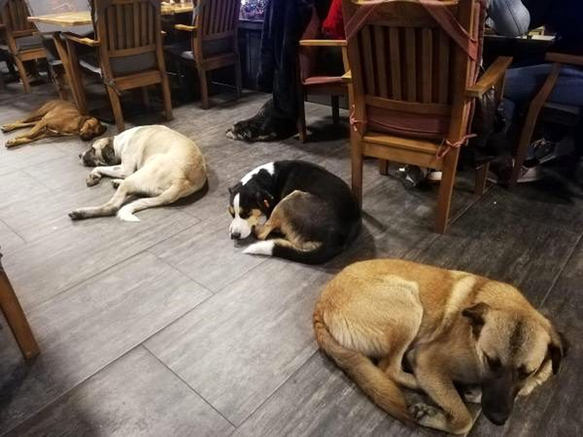 Kafenin kapılarını sokak hayvanlarına açtılar
