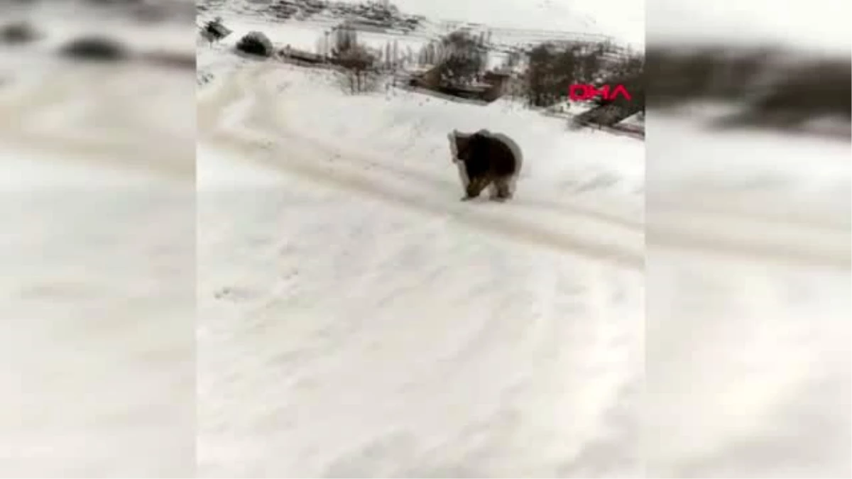 Kars kış uykusu öncesi yemek arayan boz ayının köpeklerle mücadelesi