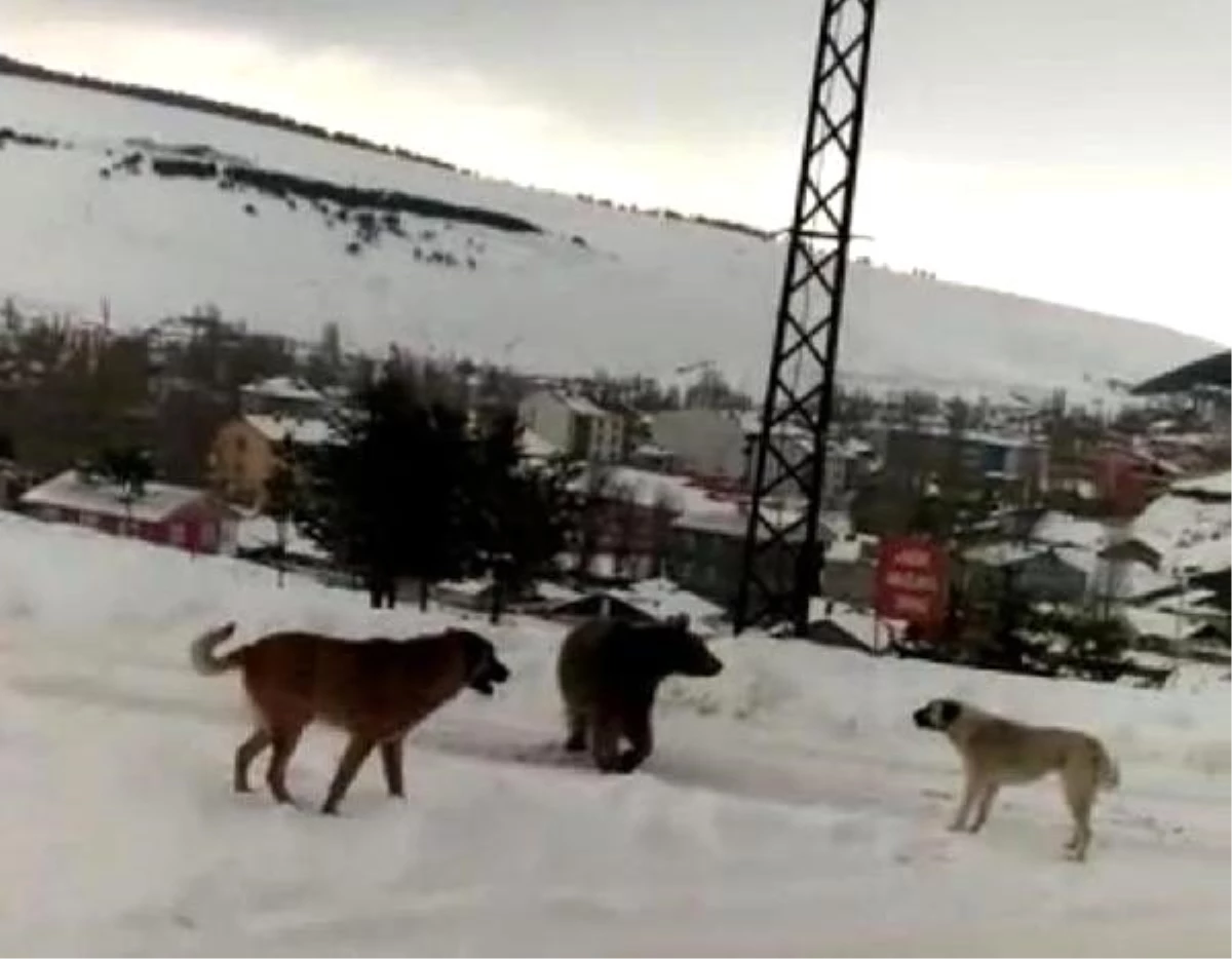 Kış uykusu öncesi yemek arayan boz ayının köpeklerle mücadelesi