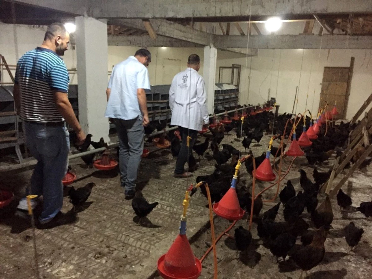 Kocaeli\'de çiftçilere 9 bin gezen tavuk desteği
