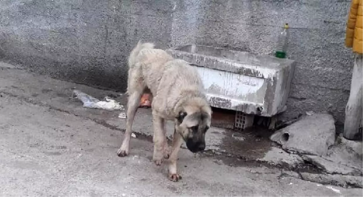 Köpeği tüfekle yaralayıp, serbest kaldı