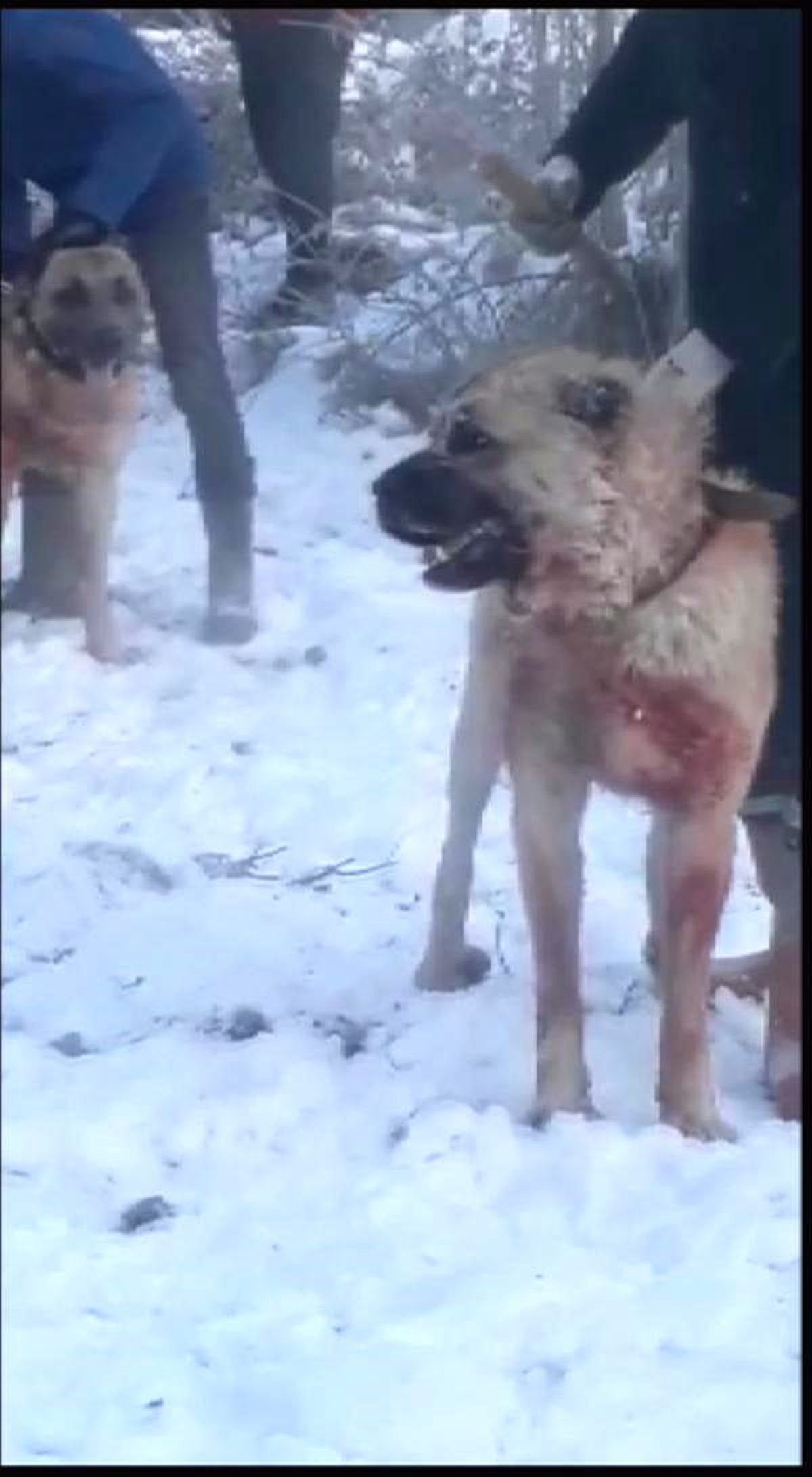 Köpek dövüşünü \'WhatsApp\' üzerinden organize etmişler