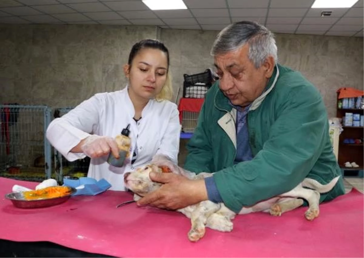 Kulağını kestikleri köpeği, çuvalla dernek kapısına bıraktılar