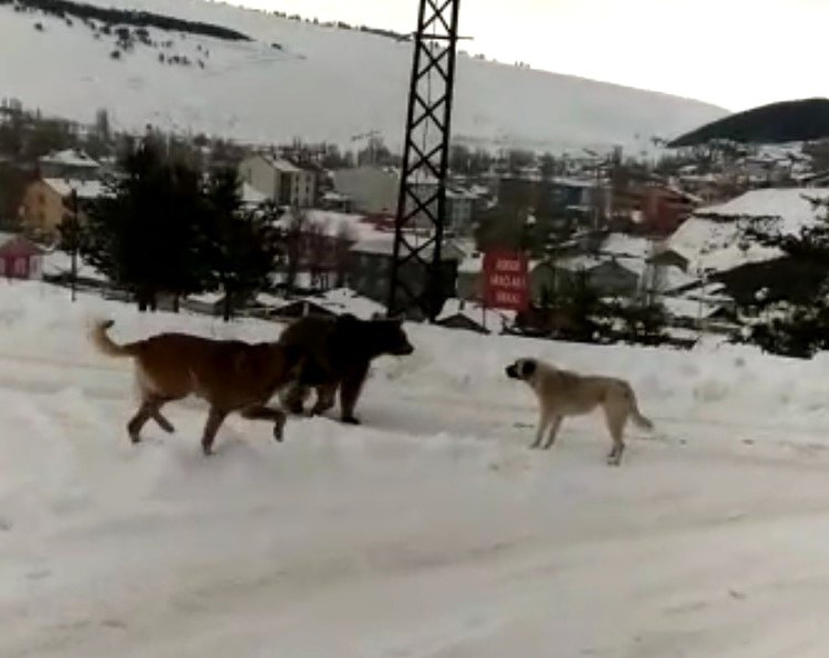 Sarıkamış\'ta boz ayının köpeklerle imtihanı