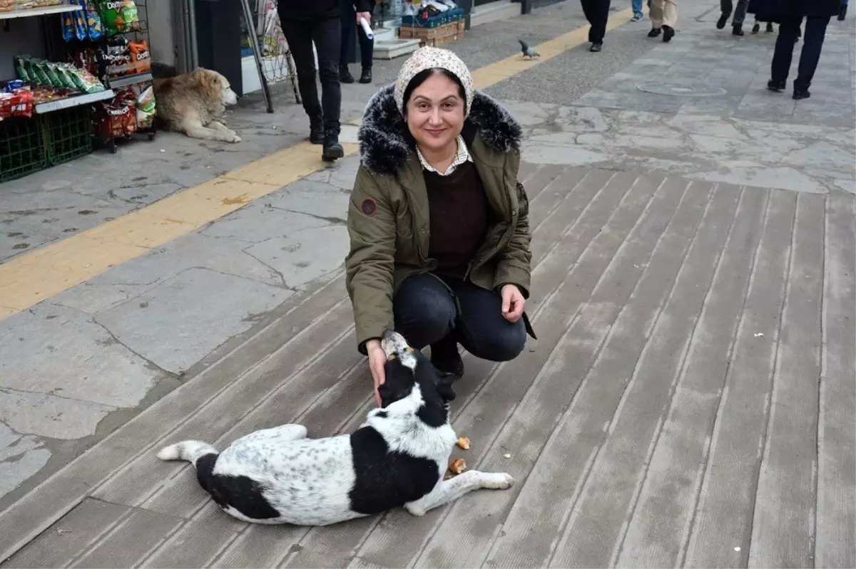 Soğuk kış aylarında sokak köpeklerine destek oluyor