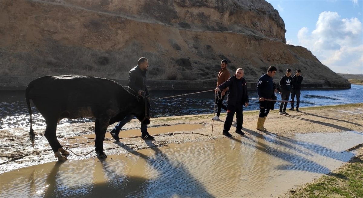 Sulama kanalına düşen ineği itfaiye ekipleri kurtardı